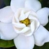 Buttons Gardenia - 1 Gallon Pot -SHRUBS and BUSHES Shop gardenia buttons 2 2