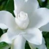 Celestial Star Gardenia - 1 Gallon Pot 1 Celestial Star Gardenia - 1 Gallon Pot -SHRUBS and BUSHES Shop gardenia celestial star 1