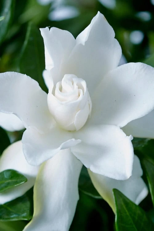 Celestial Star Gardenia - 1 Gallon Pot 3 Celestial Star Gardenia - 1 Gallon Pot