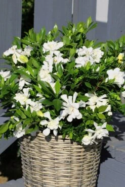 Celestial Star Gardenia - 1 Gallon Pot 10 Celestial Star Gardenia - 1 Gallon Pot -SHRUBS and BUSHES Shop gardenia celestial star 3