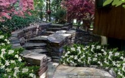 Celestial Star Gardenia - 1 Gallon Pot 11 Celestial Star Gardenia - 1 Gallon Pot -SHRUBS and BUSHES Shop gardenia celestial star 5