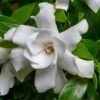 Fool Proof Gardenia - 3 Gallon Pot 1 Fool Proof Gardenia - 3 Gallon Pot -SHRUBS and BUSHES Shop gardenia fool proof 1