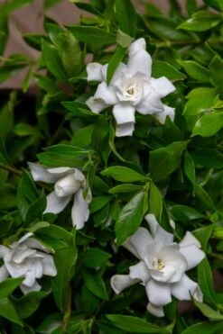 Fool Proof Gardenia - 2 Gallon Pot 9 Fool Proof Gardenia - 2 Gallon Pot -SHRUBS and BUSHES Shop gardenia fool proof 4 1