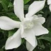 Frost Proof Gardenia - 1 Gallon Pot 2 Frost Proof Gardenia - 1 Gallon Pot -SHRUBS and BUSHES Shop gardenia frost proof 15 1