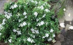 Frost Proof Gardenia - 6 Pack Of 1 Gallon Pots -SHRUBS and BUSHES Shop gardenia frost proof 50