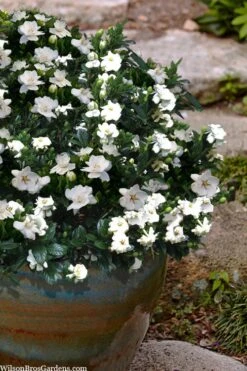Buttons Gardenia - 6 Pack Of 1 Gallon Pots -SHRUBS and BUSHES Shop gardenia jasminoides buttons 10 1