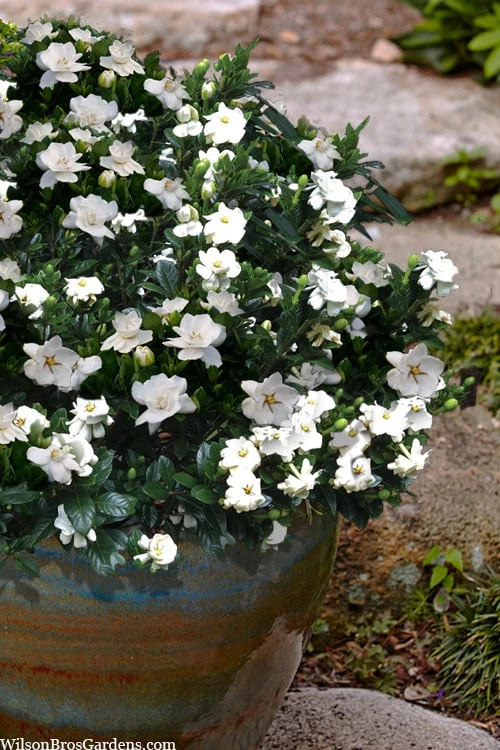 Buttons Gardenia - 1 Gallon Pot 6 Buttons Gardenia - 1 Gallon Pot - Image 4
