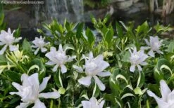 Crescent Moon Dwarf Gardenia - 6 Pack Of 1 Gallon Pots 11 Crescent Moon Dwarf Gardenia - 6 Pack Of 1 Gallon Pots -SHRUBS and BUSHES Shop gardenia jasminoides crescent moon dwarf creeping 2 1