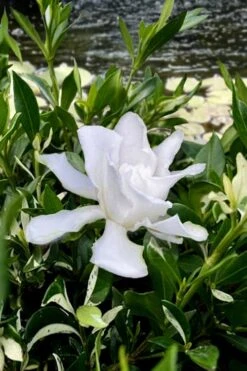 Crescent Moon Dwarf Gardenia - 1 Gallon Pot 10 Crescent Moon Dwarf Gardenia - 1 Gallon Pot -SHRUBS and BUSHES Shop gardenia jasminoides crescent moon dwarf creeping 6