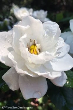 Crown Jewel Gardenia - 6-Pack Of 1 Gallon Pots 12 Crown Jewel Gardenia - 6-Pack Of 1 Gallon Pots -SHRUBS and BUSHES Shop gardenia jasminoides crown jewel 11