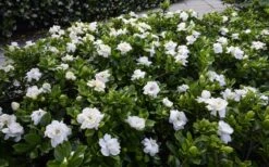 Crown Jewel Gardenia - 6-Pack Of 1 Gallon Pots 13 Crown Jewel Gardenia - 6-Pack Of 1 Gallon Pots -SHRUBS and BUSHES Shop gardenia jasminoides crown jewel 12
