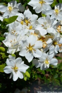 Snow Flurry Hardy Gardenia - 3 Gallon Pot -SHRUBS and BUSHES Shop gardenia jasminoides snow flurry 2 1