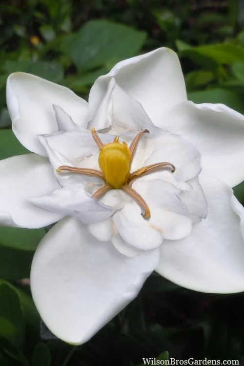 Snow Flurry Hardy Gardenia - 1 Gallon Pot 3 Snow Flurry Hardy Gardenia - 1 Gallon Pot