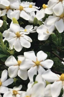 Snow Girl Hardy Dwarf Gardenia - 3 Gallon Pot 11 Snow Girl Hardy Dwarf Gardenia - 3 Gallon Pot -SHRUBS and BUSHES Shop gardenia jasminoides snow girl 1 1