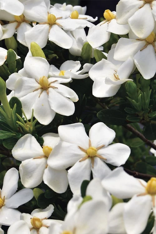 Snow Girl Hardy Dwarf Gardenia - 1 Gallon Pot 6 Snow Girl Hardy Dwarf Gardenia - 1 Gallon Pot - Image 4