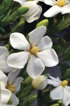 Snow Girl Hardy Dwarf Gardenia - 1 Gallon Pot 12 Snow Girl Hardy Dwarf Gardenia - 1 Gallon Pot -SHRUBS and BUSHES Shop gardenia jasminoides snow girl 2