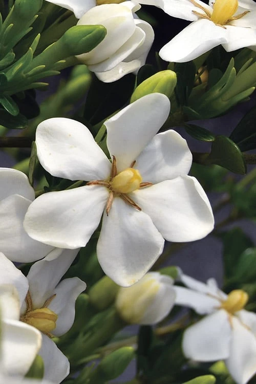 Snow Girl Hardy Dwarf Gardenia - 1 Gallon Pot 7 Snow Girl Hardy Dwarf Gardenia - 1 Gallon Pot - Image 5