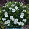 Snow Globe Gardenia - 1 Gallon Pot 1 Snow Globe Gardenia - 1 Gallon Pot -SHRUBS and BUSHES Shop gardenia jasminoides snow globe 1 1