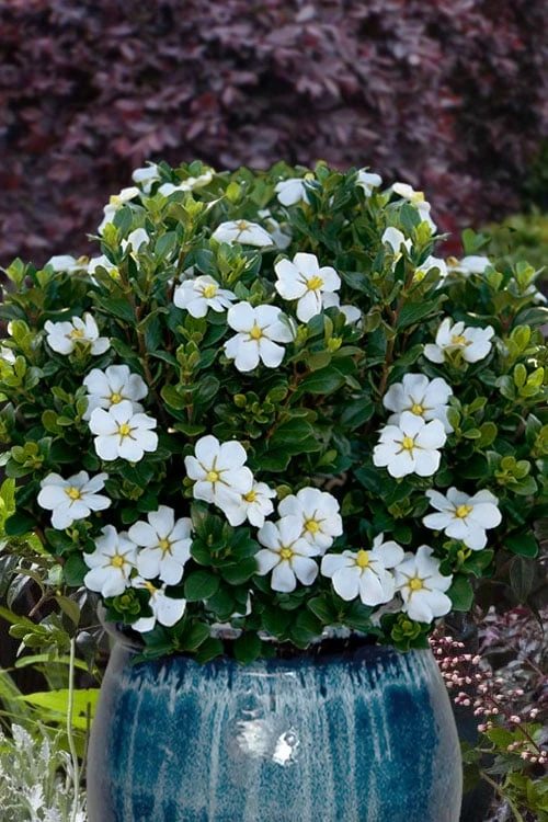 Snow Globe Gardenia - 1 Gallon Pot 3 Snow Globe Gardenia - 1 Gallon Pot