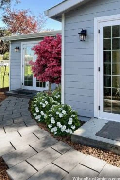 Snow Globe Gardenia - 1 Gallon Pot 11 Snow Globe Gardenia - 1 Gallon Pot -SHRUBS and BUSHES Shop gardenia jasminoides snow globe 3 1