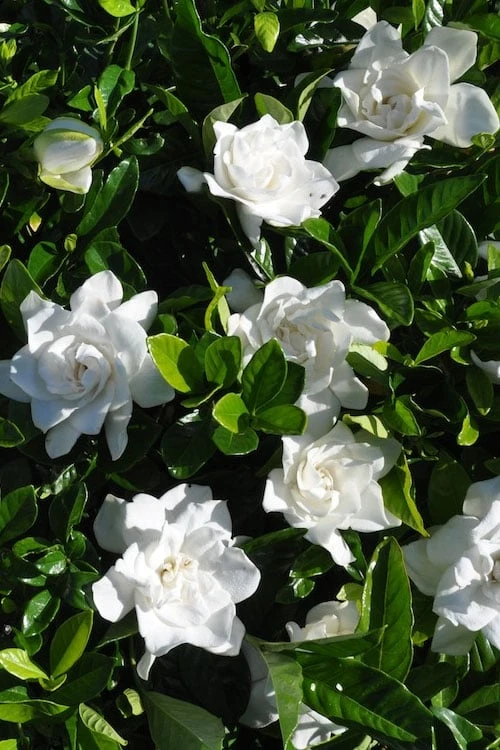 Snow Puff Hardy Gardenia - 3 Gallon Pot 6 Snow Puff Hardy Gardenia - 3 Gallon Pot - Image 4