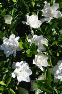 Snow Puff Hardy Gardenia - 7 Gallon Pot 9 Snow Puff Hardy Gardenia - 7 Gallon Pot -SHRUBS and BUSHES Shop gardenia jasminoides snow puff 2