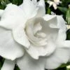 Snow Puff Hardy Gardenia - 7 Gallon Pot 1 Snow Puff Hardy Gardenia - 7 Gallon Pot -SHRUBS and BUSHES Shop gardenia jasminoides snow puff 4