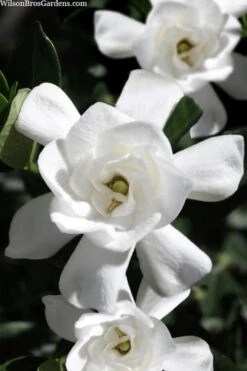 Steady As She Goes Hardy Gardenia - 3 Gallon Pot 9 Steady As She Goes Hardy Gardenia - 3 Gallon Pot -SHRUBS and BUSHES Shop gardenia jasminoides steady as she goes 1