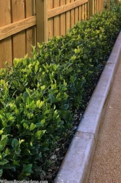 Summer Snow Gardenia - 3 Gallon Pot -SHRUBS and BUSHES Shop gardenia jasminoides summer snow 11