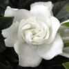 Summer Snow Gardenia - 3 Gallon Pot 2 Summer Snow Gardenia - 3 Gallon Pot -SHRUBS and BUSHES Shop gardenia jasminoides summer snow 12