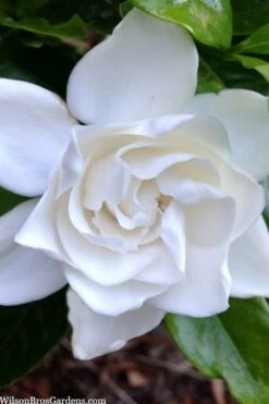 Summer Snow Gardenia - 3 Gallon Pot -SHRUBS and BUSHES Shop gardenia jasminoides summer snow 3