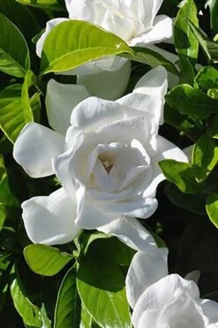 Summer Snow Gardenia - 3 Gallon Pot -SHRUBS and BUSHES Shop gardenia jasminoides summer snow 4