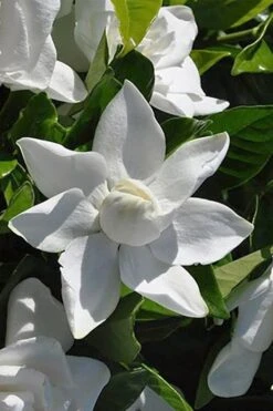 Summer Snow Gardenia - 3 Gallon Pot -SHRUBS and BUSHES Shop gardenia jasminoides summer snow 5