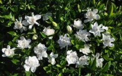 Summer Snow Gardenia - 3 Gallon Pot -SHRUBS and BUSHES Shop gardenia jasminoides summer snow 9