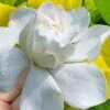 Gold Doubloon Gardenia - 6 Pack Of 1 Gallon Pots 2 Gold Doubloon Gardenia - 6 Pack Of 1 Gallon Pots -SHRUBS and BUSHES Shop gardenia ogon no hana gold doubloon 10 2