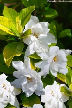Gold Doubloon Gardenia - 1 Gallon Pot 10 Gold Doubloon Gardenia - 1 Gallon Pot -SHRUBS and BUSHES Shop gardenia ogon no hana gold doubloon 3 1