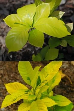Gold Doubloon Gardenia - 3 Gallon Pot -SHRUBS and BUSHES Shop gardenia ogon no hana gold doubloon 4