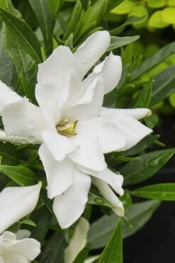 Radicans Creeping Dwarf Gardenia - 1 Gallon Pot -SHRUBS and BUSHES Shop gardenia radicans 22 1