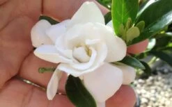 Jubilation Gardenia - 5 Gallon Pot -SHRUBS and BUSHES Shop gardeniajubilation 6