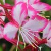 Rosy Jane Gaura (Wandflower) - 1 Gallon Pot 1 Rosy Jane Gaura (Wandflower) - 1 Gallon Pot -SHRUBS and BUSHES Shop gaura lindheimer rosy jane wandflower 6
