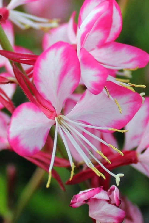 Rosy Jane Gaura (Wandflower) - 1 Gallon Pot 3 Rosy Jane Gaura (Wandflower) - 1 Gallon Pot