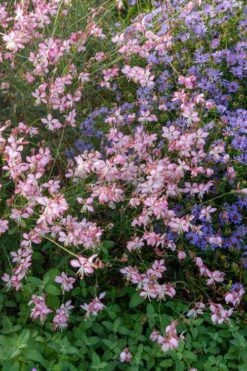 Rosy Jane Gaura (Wandflower) - 1 Gallon Pot 10 Rosy Jane Gaura (Wandflower) - 1 Gallon Pot -SHRUBS and BUSHES Shop gaura lindheimer rosy jane wandflower 8