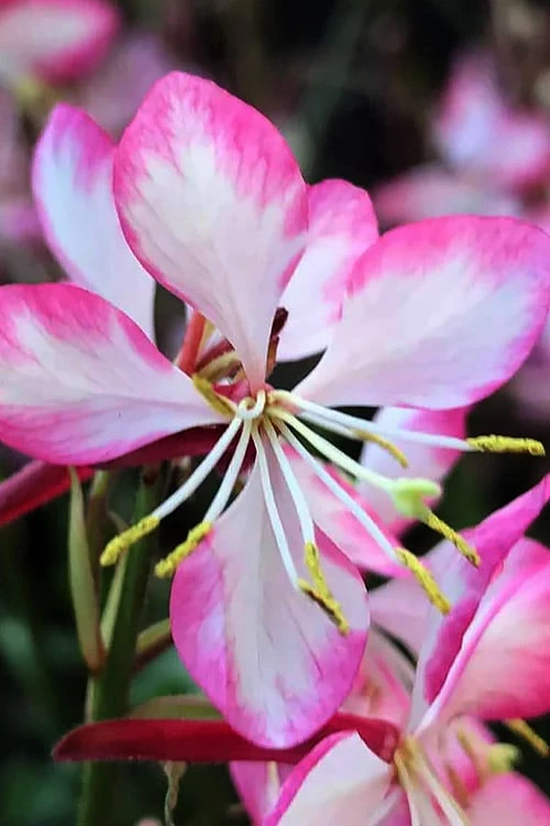 Rosy Jane Gaura (Wandflower) - 1 Gallon Pot 7 Rosy Jane Gaura (Wandflower) - 1 Gallon Pot - Image 5