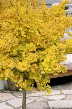 Mariken Dwarf Ginkgo Single Trunk Topiary Tree - 2 Gallon Pot 10 Mariken Dwarf Ginkgo Single Trunk Topiary Tree - 2 Gallon Pot -SHRUBS and BUSHES Shop ginkgo biloba mariken single trunk topiary tree 1