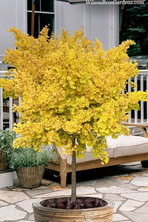 Mariken Dwarf Ginkgo Single Trunk Topiary Tree - 2 Gallon Pot 3 Mariken Dwarf Ginkgo Single Trunk Topiary Tree - 2 Gallon Pot