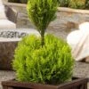 Goldcrest Monterey Lemon Cypress - 2-Ball Poodle Tier Topiary - 2 Gallon Pot 2 Goldcrest Monterey Lemon Cypress - 2-Ball Poodle Tier Topiary - 2 Gallon Pot -SHRUBS and BUSHES Shop goldcrest monterey lemon cypress two ball poodle tier topiary 1