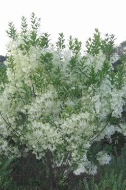 Grancy Graybeard - White Fringe Tree - 3 Gallon Pot -SHRUBS and BUSHES Shop grancy graybeard tree 33
