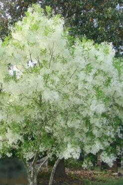 Grancy Graybeard - White Fringe Tree - 3 Gallon Pot -SHRUBS and BUSHES Shop grancy graybeard tree flowers 22 500x750 1