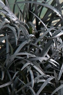 Black Beard Black Mondo Grass - Ophiopogon Planiscapus - 1 Gallon Pot -SHRUBS and BUSHES Shop grass black beard mondo 500x750 1