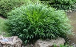 Hakone Japanese Forest Grass (Hakonechloa Macra) - 1 Gallon Pot -SHRUBS and BUSHES Shop hakonechloa macra hakone japanese forest grass 4